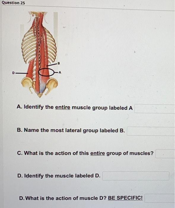 Solved Question 25 D A. Identify the entire muscle group | Chegg.com