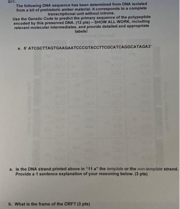 Solved Q11. The following DNA sequence has been determined | Chegg.com