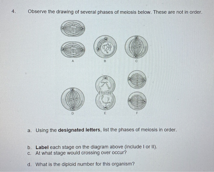 Solved 4. Observe the drawing of several phases of meiosis | Chegg.com