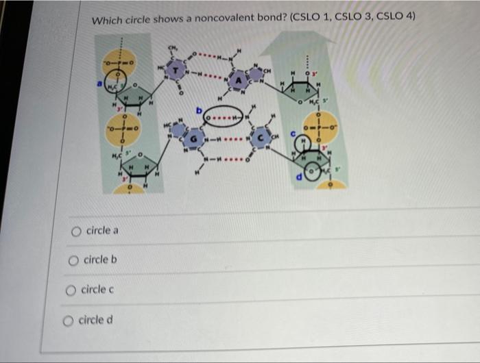 Which circle shows a noncovalent bond? (CSLO 1, CSLO 3, CSLO 4)
circle a
circle b
circle c
circle d
