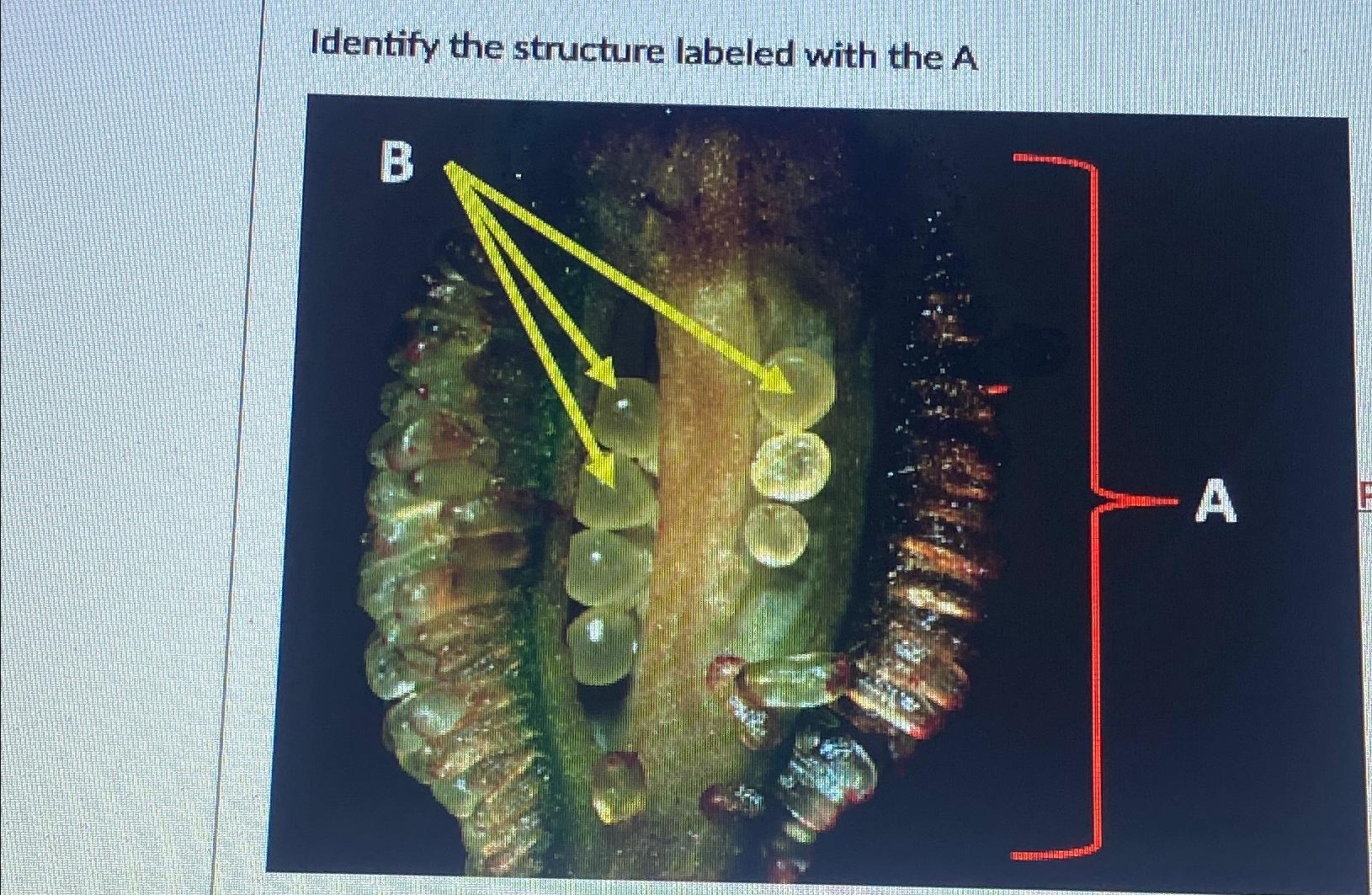 Identify The Structure Labeled A | Chegg.com