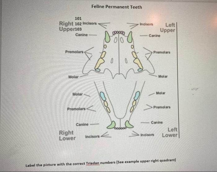 Solved Feline Permanent Teeth 101 Right 102 Incisors | Chegg.com