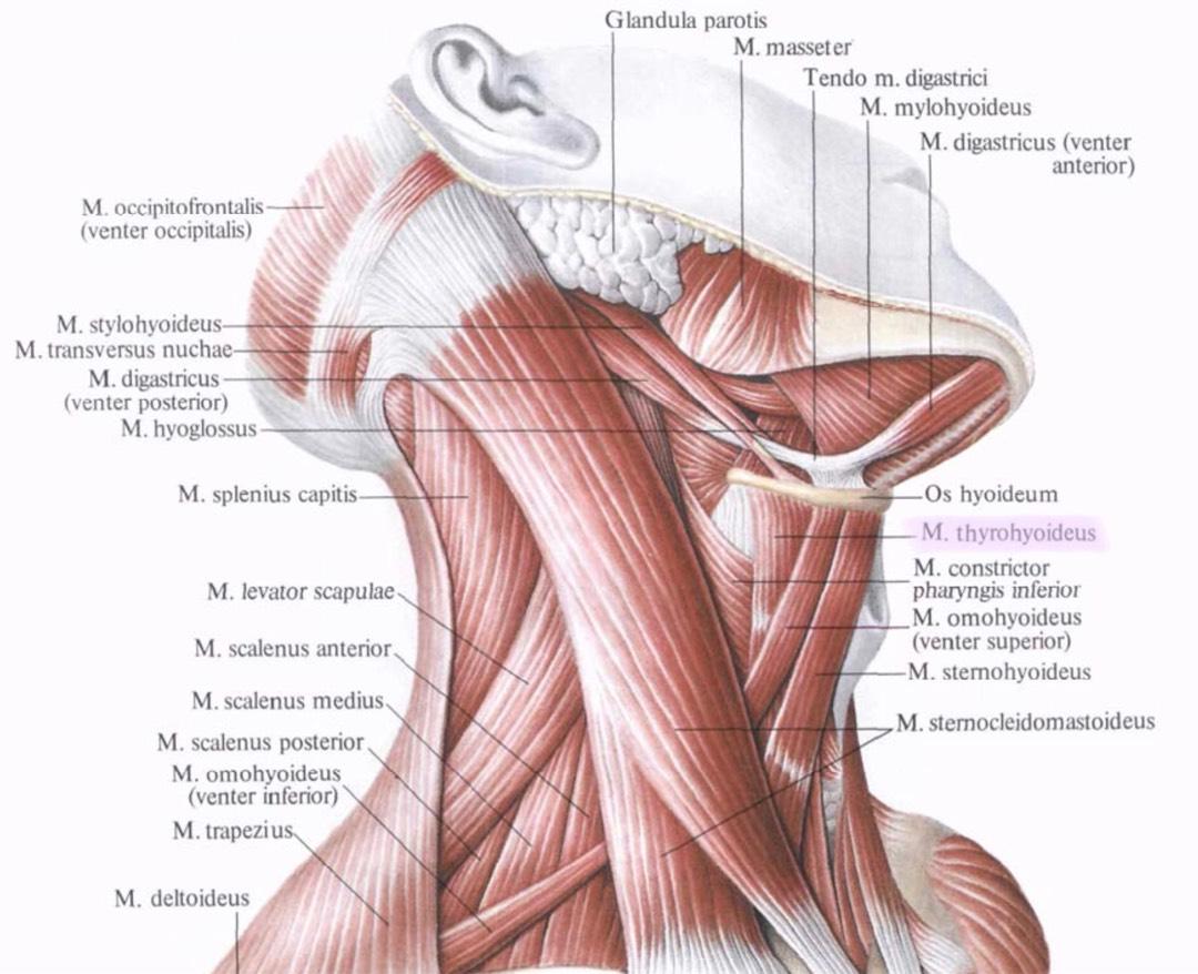 Мышцы Головы И Шеи Анатомия Картинки