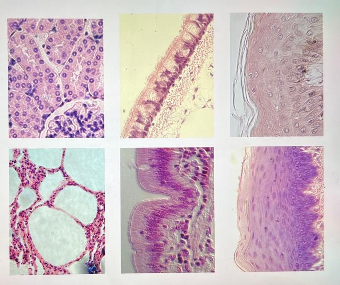 Solved give full name to these tissue samples | Chegg.com