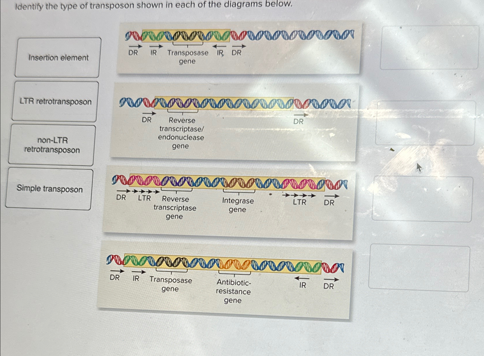 Solved Identify the type of transposon shown in each of the