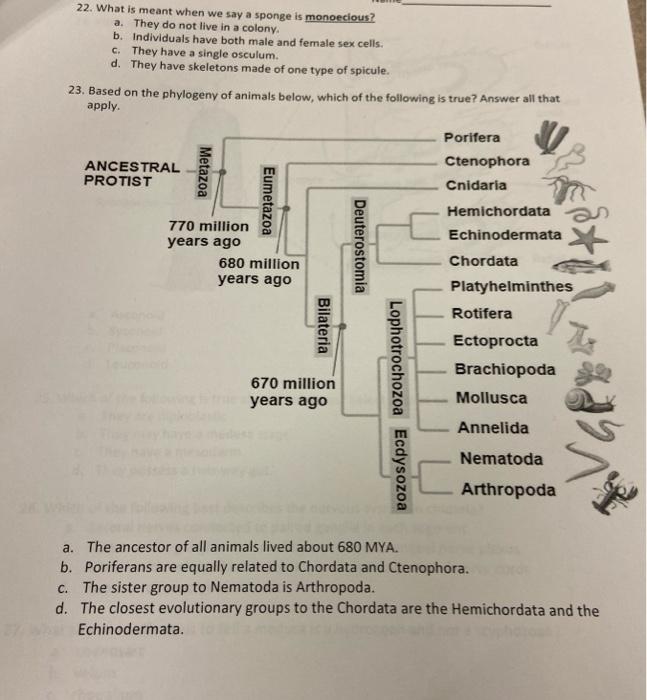 Solved 22. What is meant when we say a sponge is monoecious?