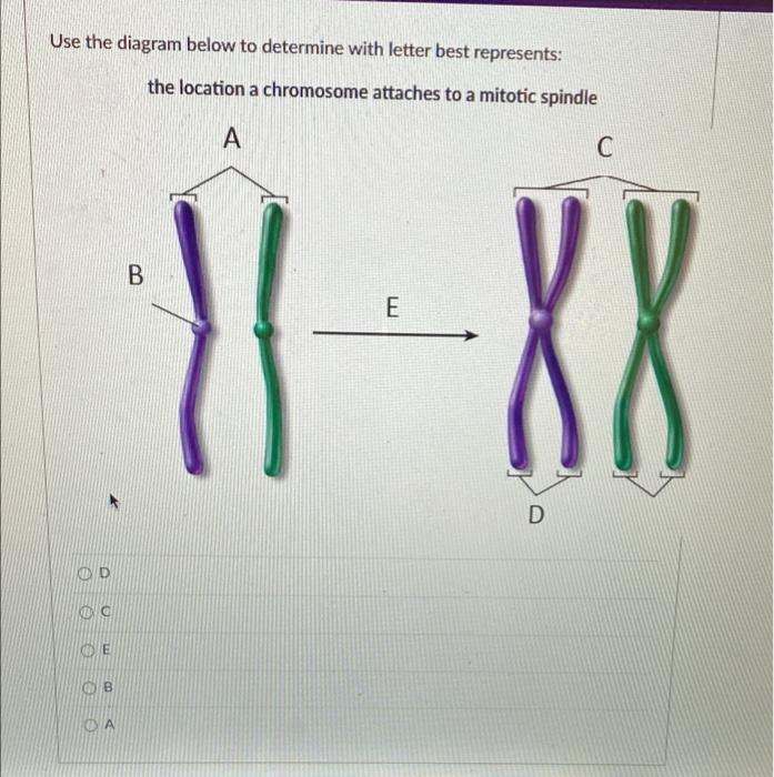 Solved Use the diagram below to determine with letter best | Chegg.com