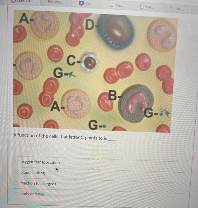 Solved A function of the cells that letter C points to is | Chegg.com