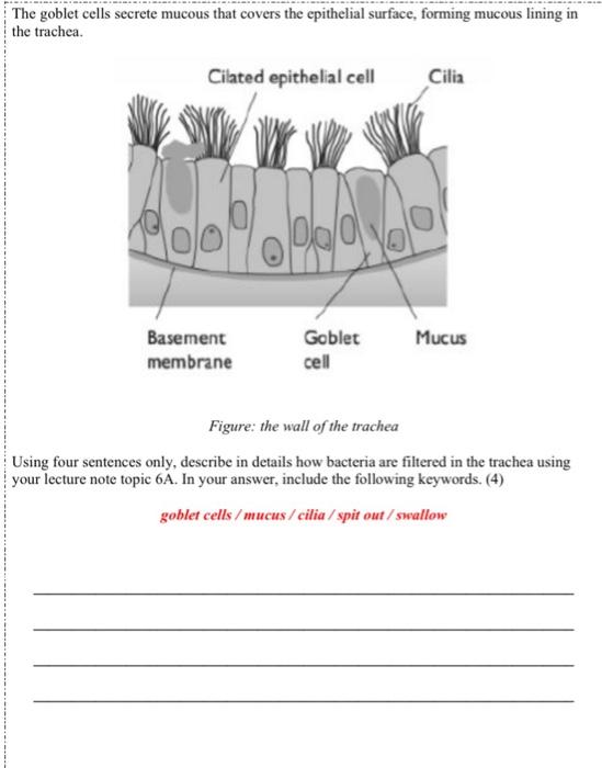 Goblet deals cells secrete