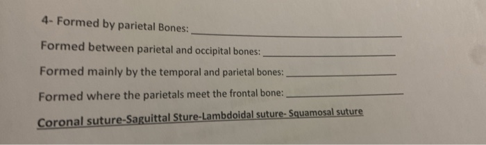 Solved 4 Formed By Parietal Bones Formed Between Parietal Chegg