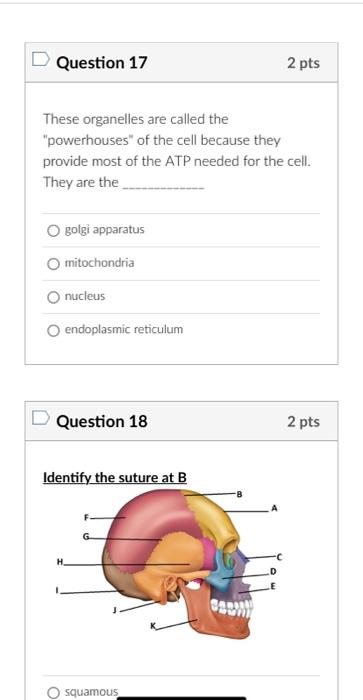 These organelles are called the powerhouses of the cell because they provide most of the ATP needed for the cell. They are 