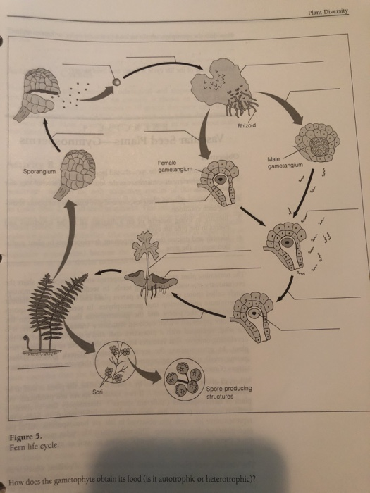 Mitosis, Meiosis, and Fertilization