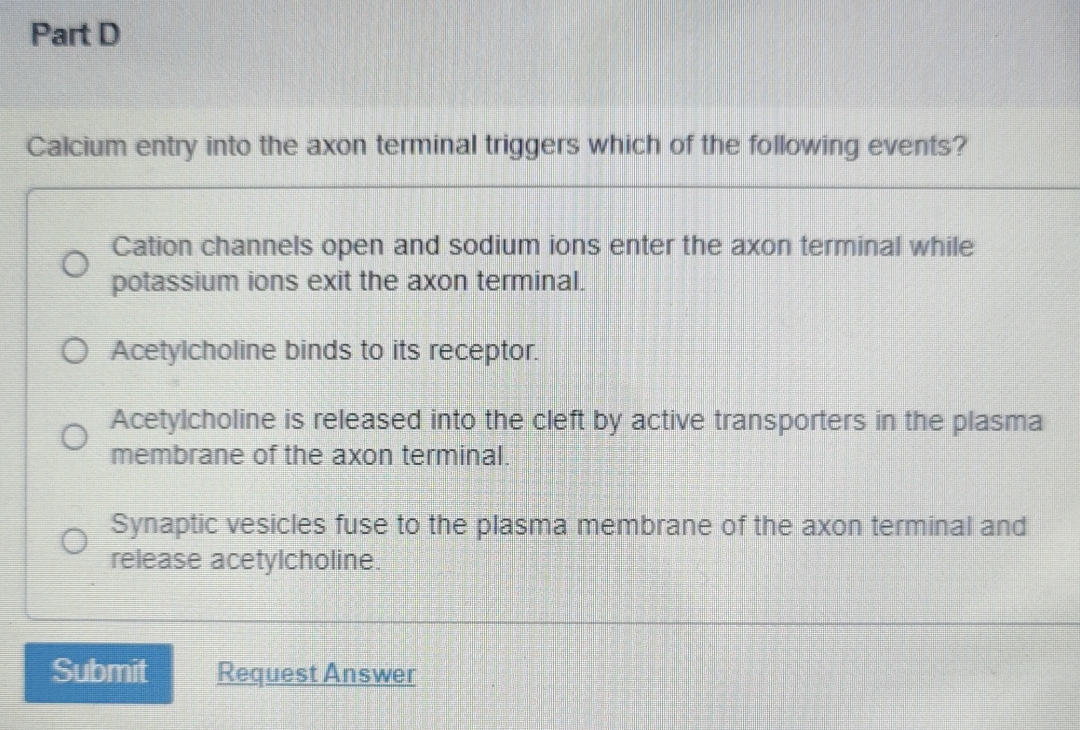 Solved Part DCalcium entry into the axon terminal triggers | Chegg.com