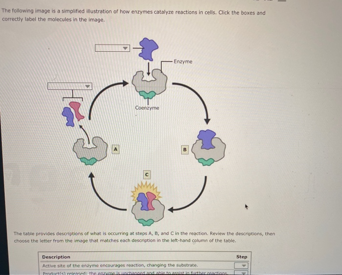 Solved The following image is a simplified illustration of