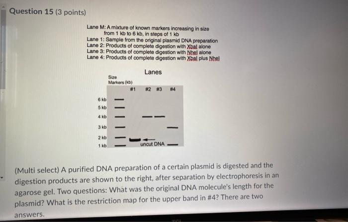 Solved (Multi select) A purified DNA preparation of a