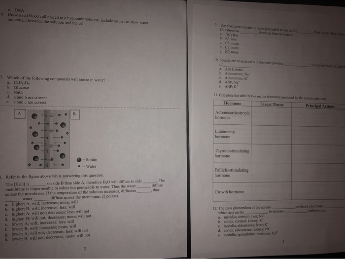 Solved 6 e DNA Draw a red blood cell placed in a hypotonic | Chegg.com