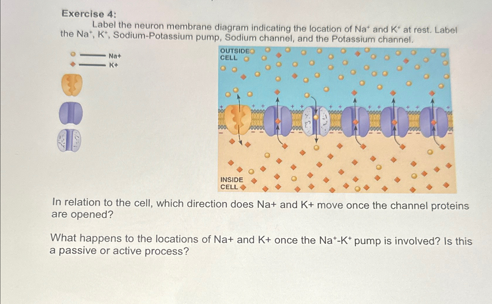 Solved Exercise 4:Label the neuron membrane diagram | Chegg.com