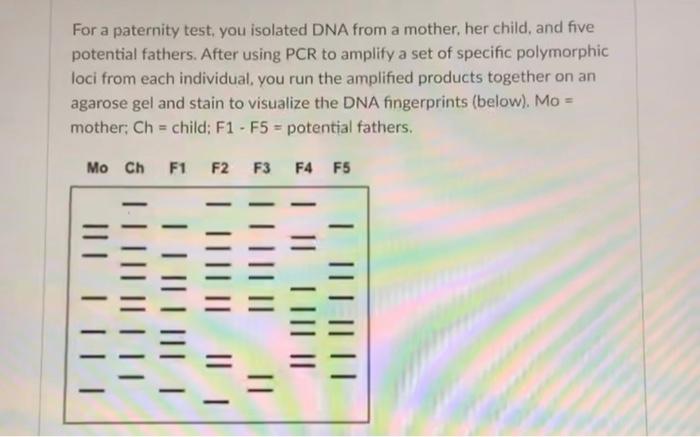 Solved For a paternity test, you isolated DNA from a mother, | Chegg.com