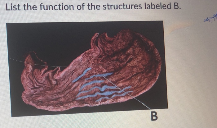 Solved List the function of the structures labeled B. | Chegg.com