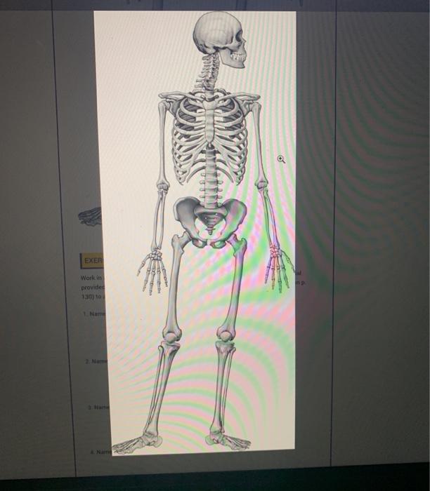 Solved EXERCISE 3 DIRECTIONAL TERMINOLOGY Work in a small