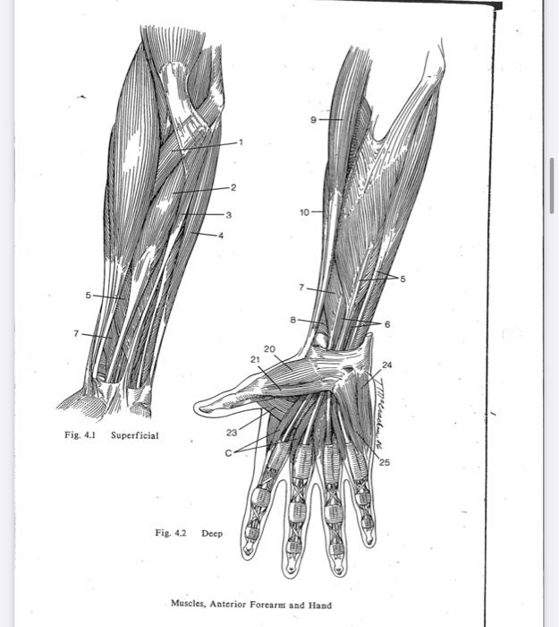 Solved Identify the muscle, its origin, insertion, action