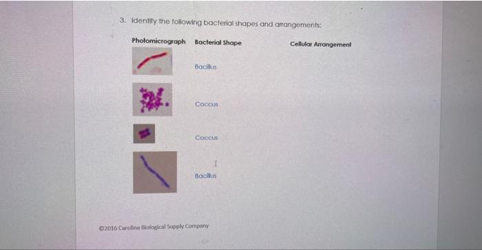 Solved 3. Identify the following bocteria shapes and | Chegg.com