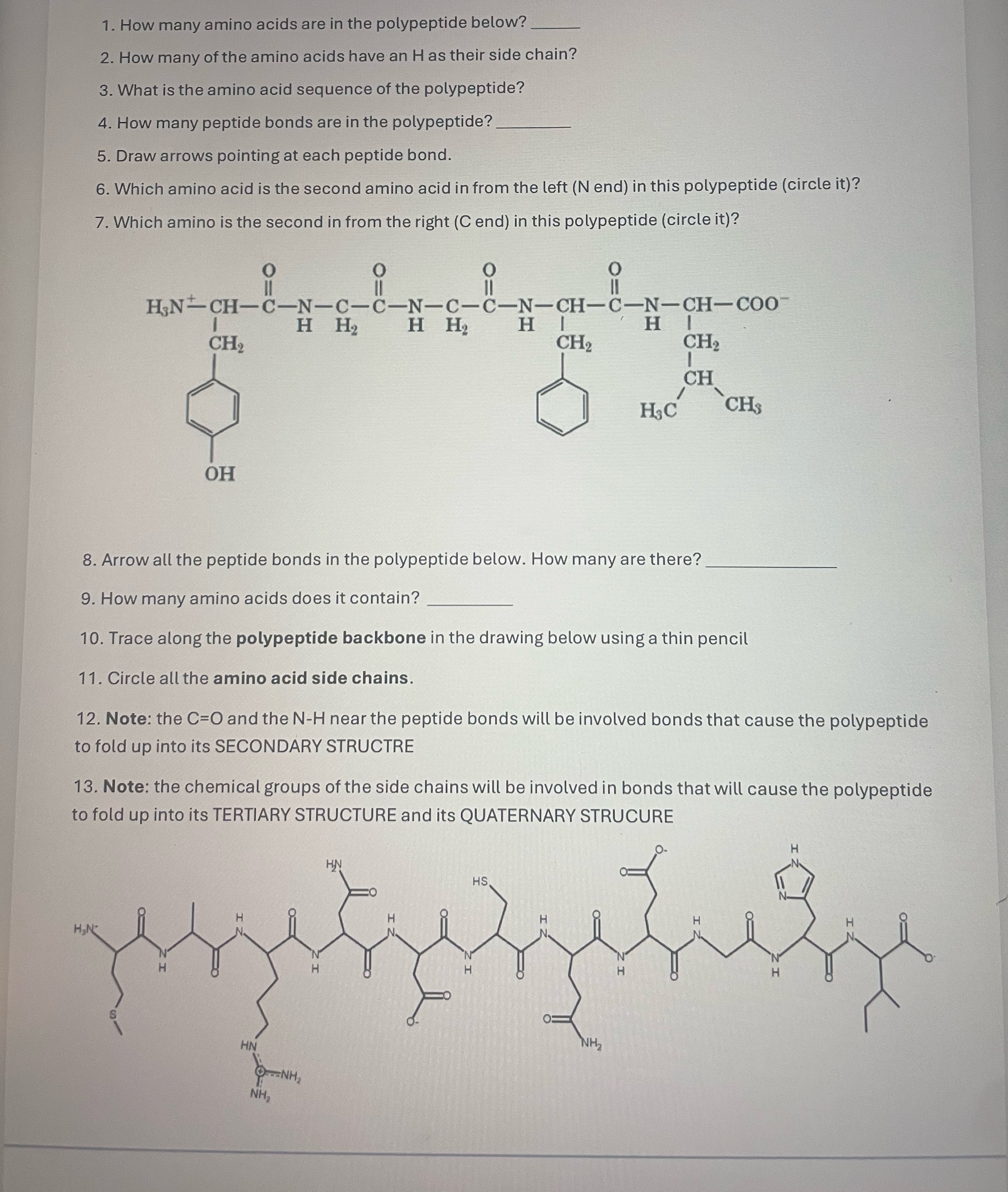 Solved How many amino acids are in the polypeptide below?How | Chegg.com