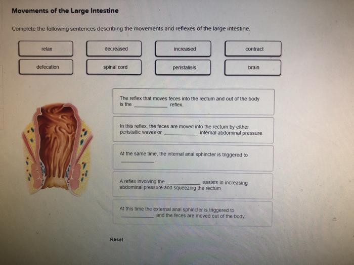 question-movements-of-the-large-intestine-complete-the-following