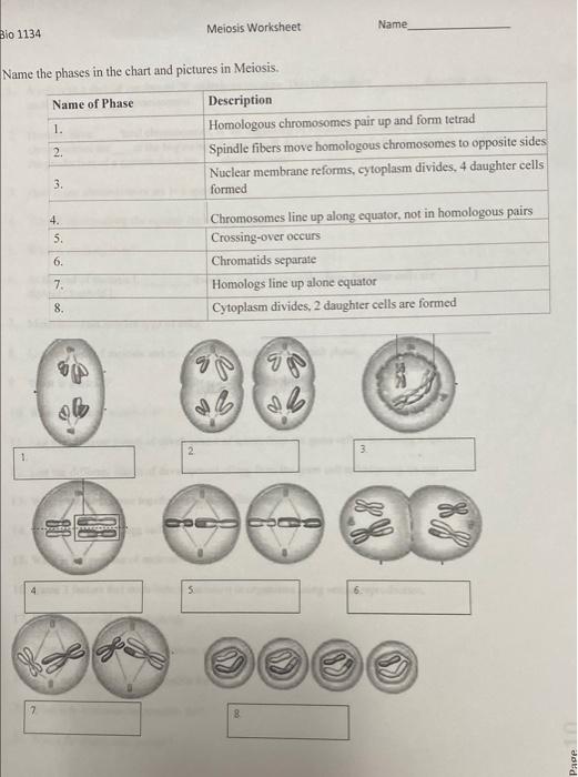 Solved Name the phases in the chart and pictures in Meiosis. | Chegg.com