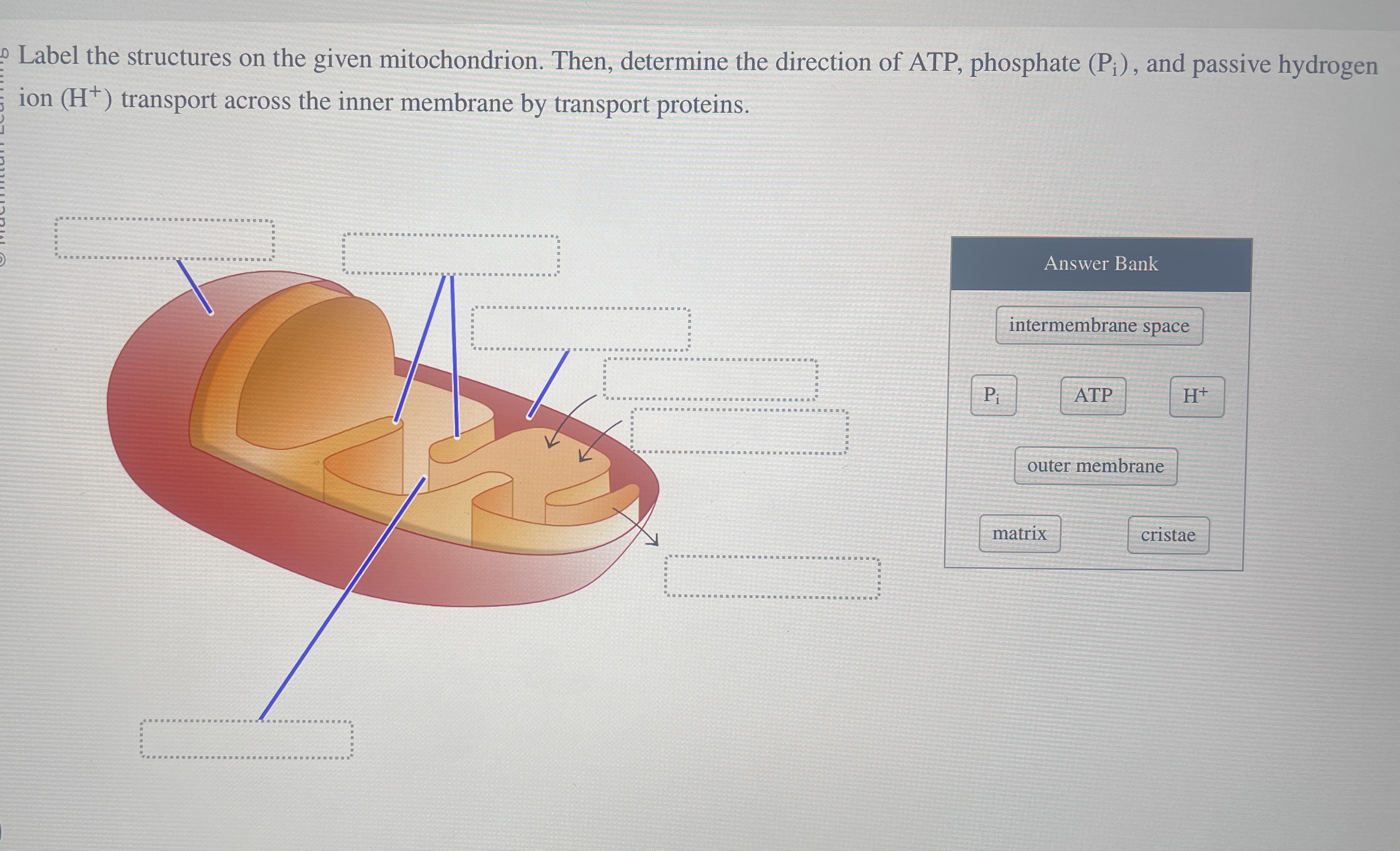 Solved Label the structures on the given mitochondrion. | Chegg.com