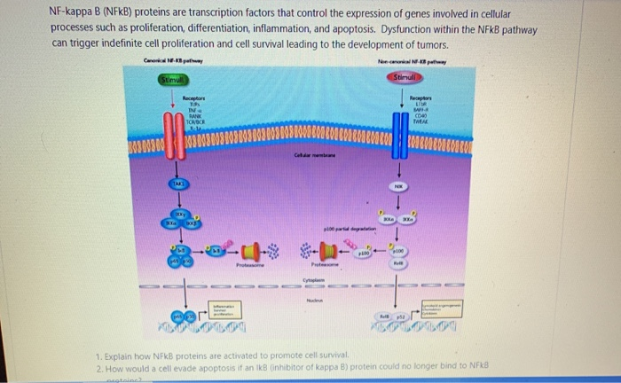 Solved NF-kappa B (NFKB) proteins are transcription factors | Chegg.com