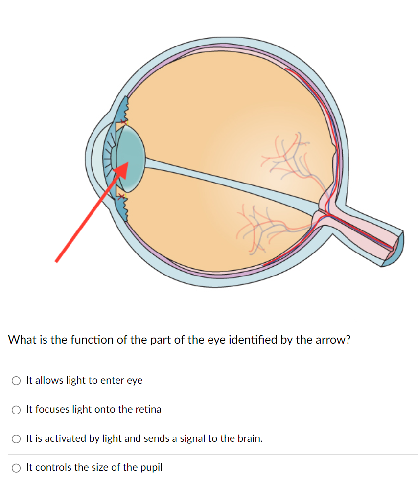 what structure of the eye focuses light onto the retina