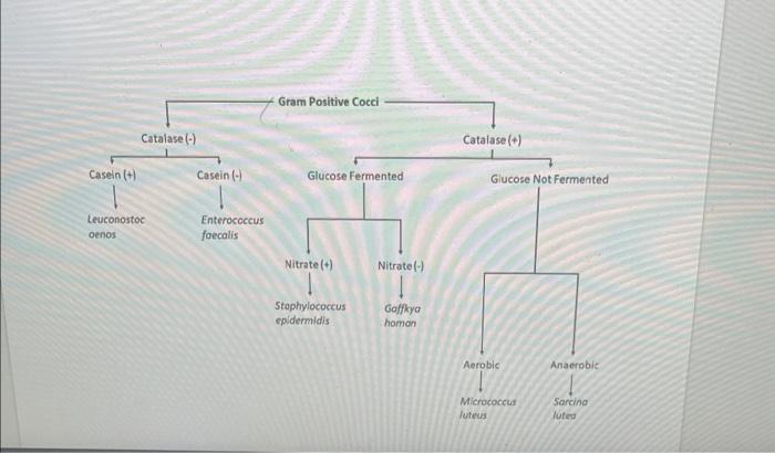 Solved Unknown 6 Gram Stain:Assignment 4: Identity Of Your | Chegg.com