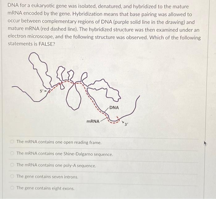 Solved DNA for a eukaryotic gene was isolated, denatured, | Chegg.com