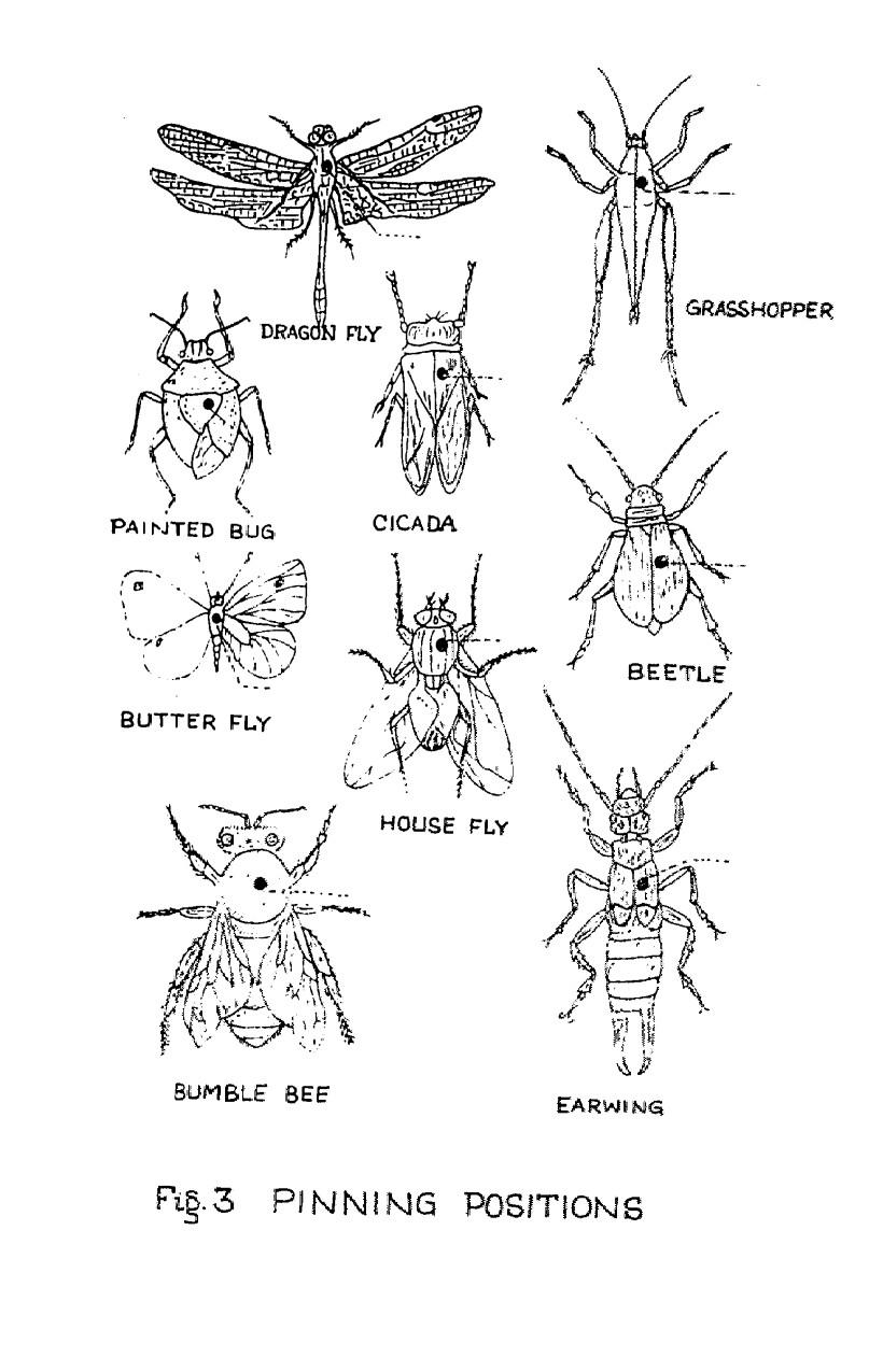 0 GRASSHOPPER Fiģ.3 PINNING POSITIONS IMMATURES | Chegg.com