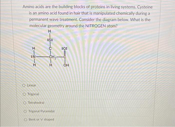 Solved Amino acids are the building blocks of proteins in | Chegg.com
