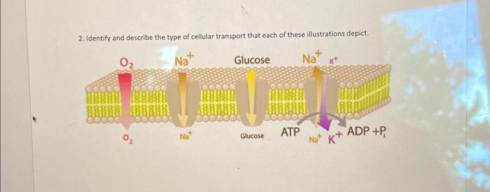 Solved 2. Identify And Describe The Type Of Cellular | Chegg.com