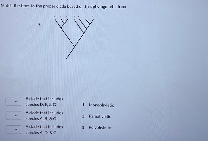 Match the term to the proper clade based on this phylogenetic tree:
A clade that includes
species D, F, \& G
1. Monophyletic