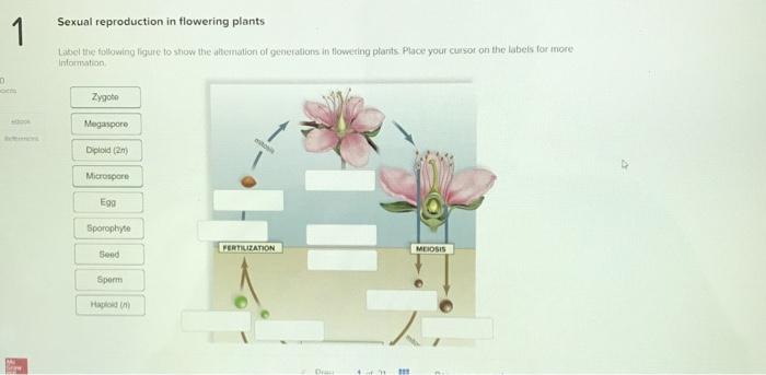 Solved 1 Sexual Reproduction In Flowering Plants Label Th Chegg Com