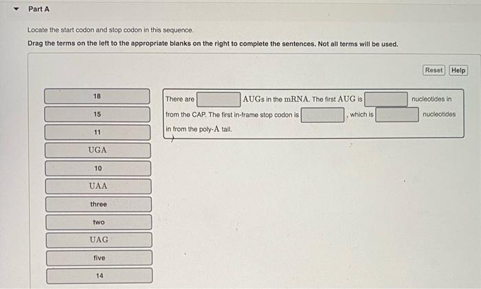 Solved A eukaryotic mRNA has the following sequence. The 5' | Chegg.com