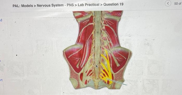 Solved Pal Models Nervous System Pns Lab Practical Chegg Com