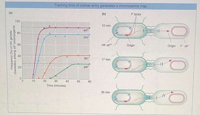 Solved In Figure 612 , a. Which Hfr gene enters the