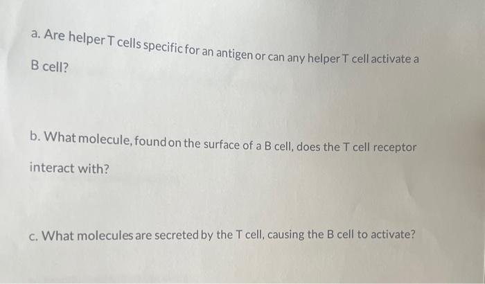 helper t cell and b cells