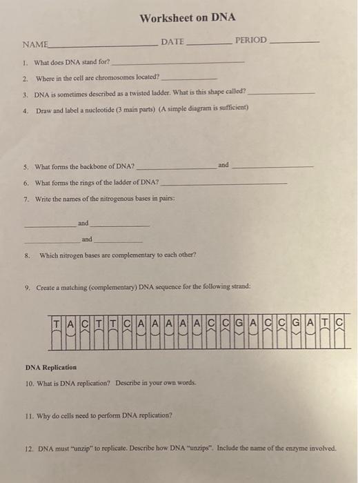 Solved Worksheet on DNA NAME DATE PERIOD 1. What does DNA