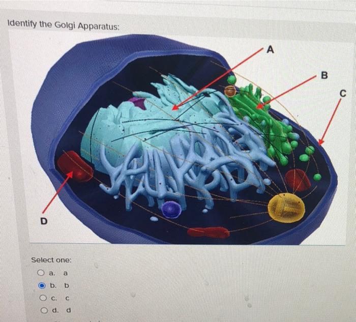 Solved Identify The Mitochondria Of The Cell: D B А C Select | Chegg.com