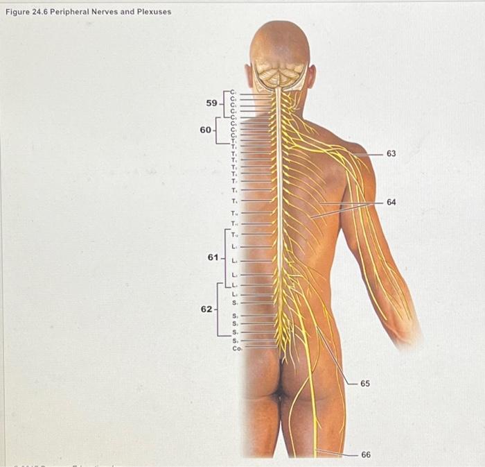 Solved Figure 24.6 Peripheral Nerves and Plexuses | Chegg.com