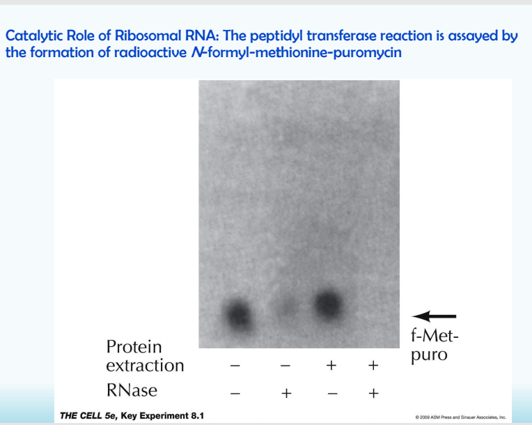 Solved Catalytic Role of Ribosomal RNA The peptidyl