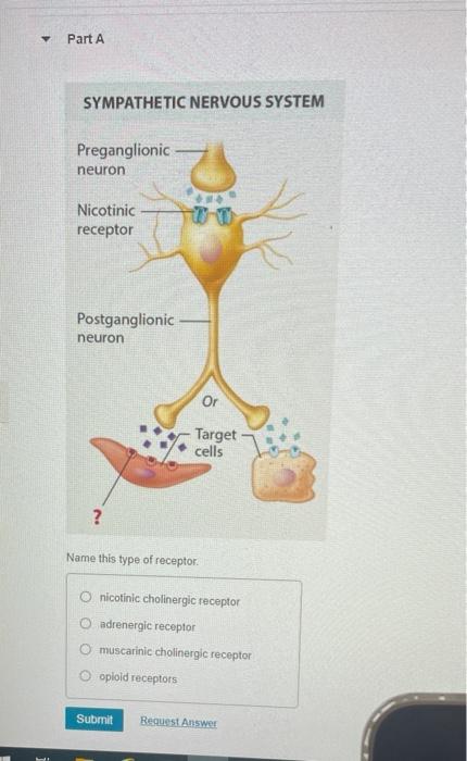 Y
Part A
SYMPATHETIC NERVOUS SYSTEM
Preganglionic-
neuron
Nicotinic
receptor
Postganglionic
neuron
?
Name this type of recept