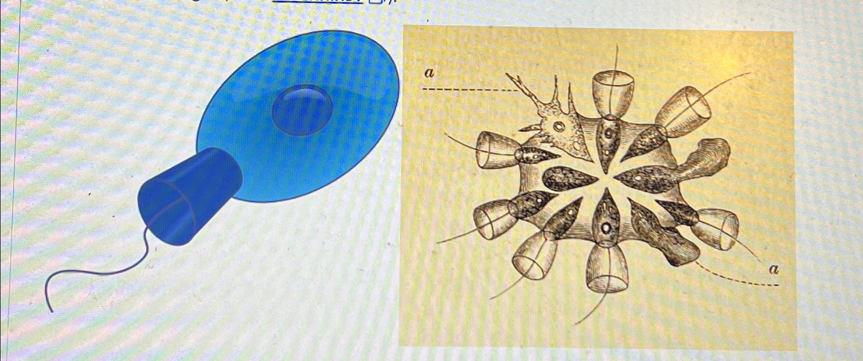 Solved Compare the photo of the colonial choanoflagellates | Chegg.com