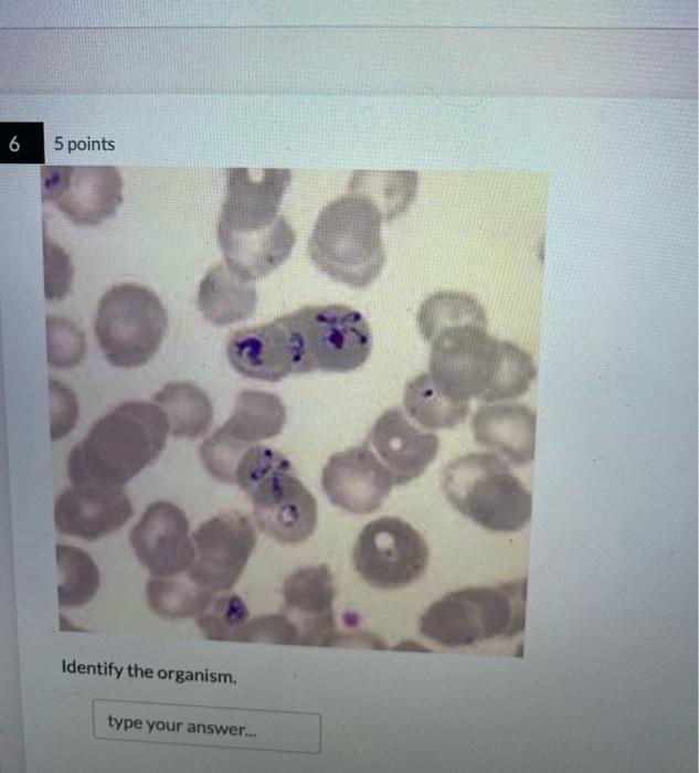 Solved Identify the organism. Identify the organism. | Chegg.com